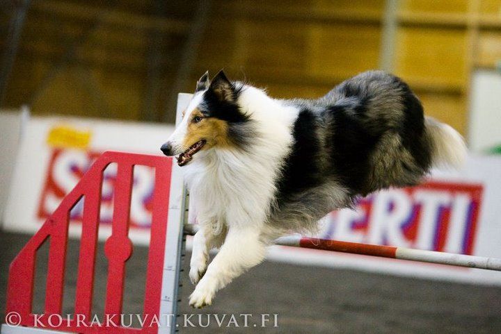 Samettisilmän Sini Usva