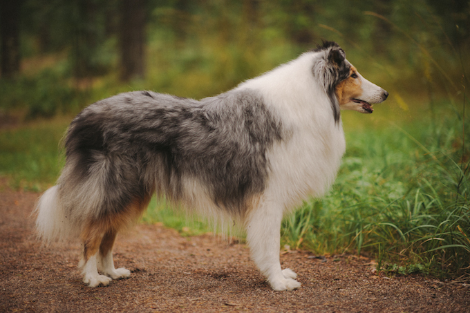 Samettisilmän Sini Usva